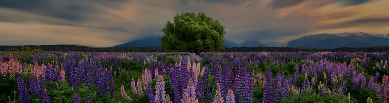 Lupin Field in New Zealand.