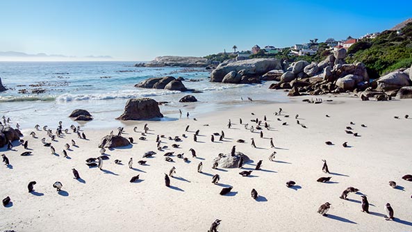 Black footed penguins