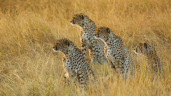 Masai Mara, Kenya