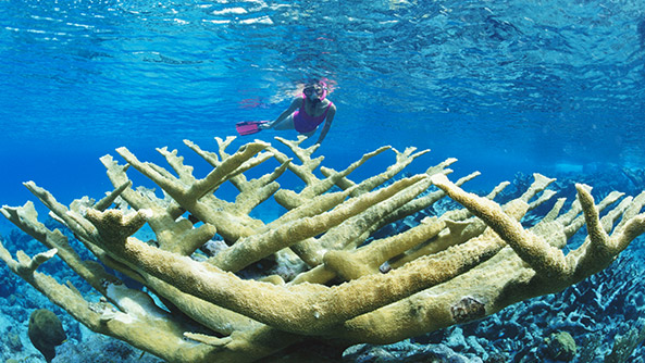 Woman snorkelling in Turks and Caicos