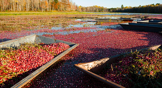 Sea of cranberries