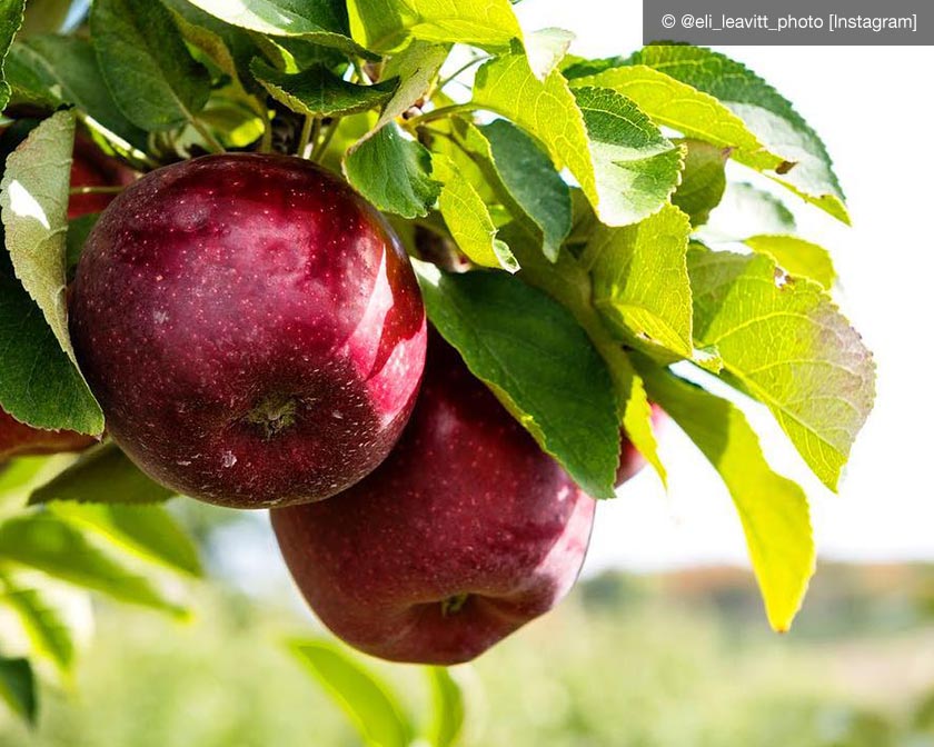 Apples on a tree